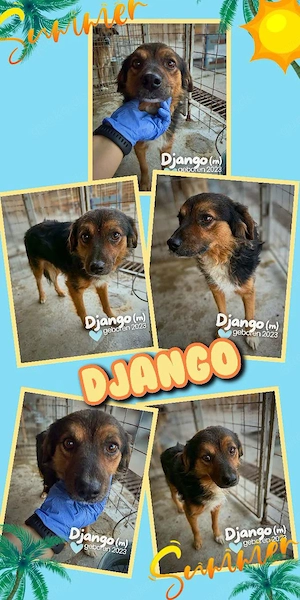sanfter, lieber, menschenbezogener, wunderschöner Rüde "Django" sucht ein Zuhause