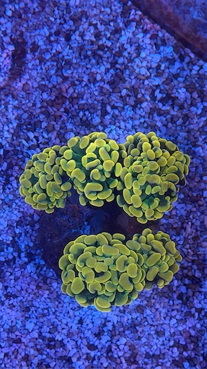 Euphyllia Hammer & Frogspawn   Meerwasser Korallen   10   Kopf