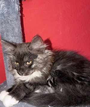 Maine Coon XL Maine Coon Kitten 