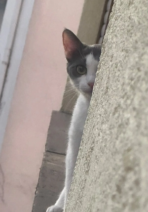 Bkh mix sucht dringend neue Familie