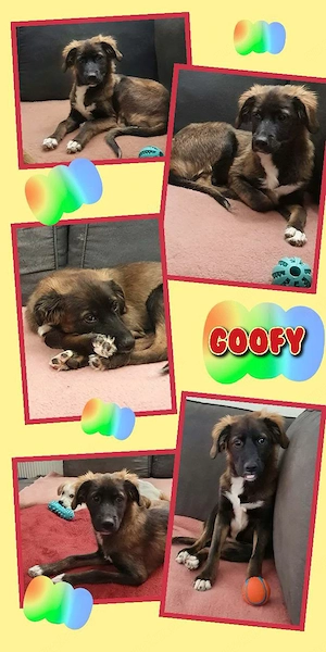 wunderschöner, katzenverträglicher, junger Rüde "Goofy" sucht ein Zuhause