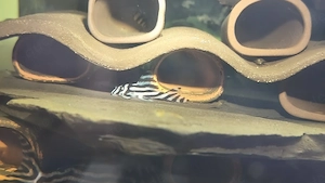 hypancistrus Zebrawels 