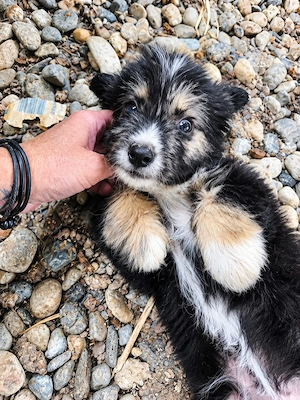 Fizzy soll nicht im Tierheim aufwachsen