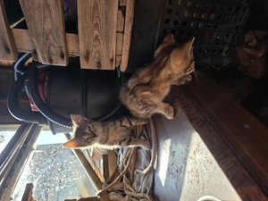 Katzen kitten suchen ein liebevolles Zuhause 