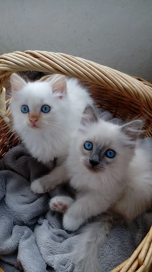 Heilige Birma Kitten, Kätzchen, Kater, Babykatzen