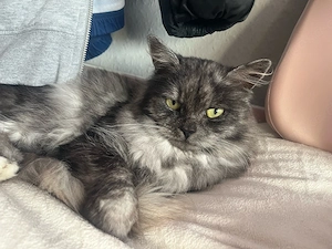 mini perser kater 