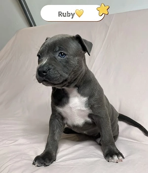 stafforshire-terrier