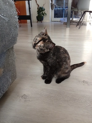 Katzen siam mix Bild 3