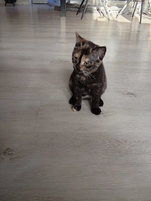Katzen siam mix Bild 2