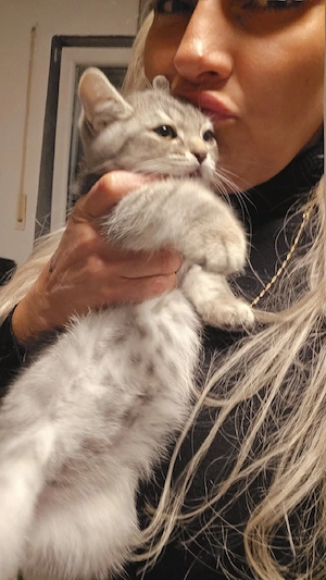 kitten-bkh