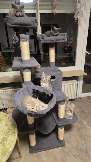 kitten-bkh