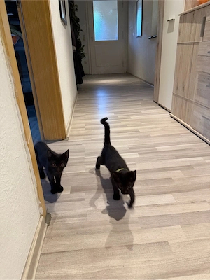zwei kater
