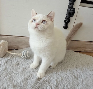 BKH Kitten cinnamon white point , creme point 