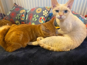 Devon Rex Mama und Sohn suchen gemeinsam schönes zu Hause!