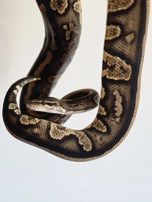 Königspython 1.0 Stranger d.h. Monsoon Pied