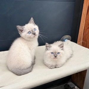 bkh blh kitten
