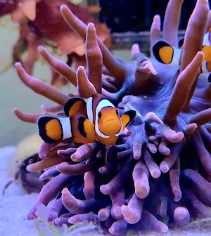 Meerwasseer Falsche Clownfische - Amphiprion Ocellaris *DNZ 05 26