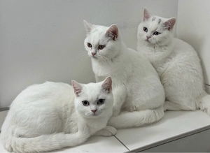 Süße Kitten 5 Monate alt