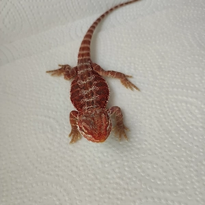 Bartagame weiblich 
