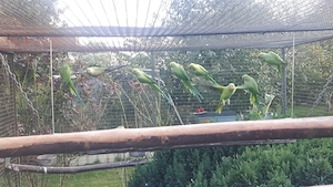 Halsbandsittiche