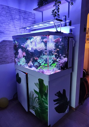 Komplettes Meerwasseraquarium 