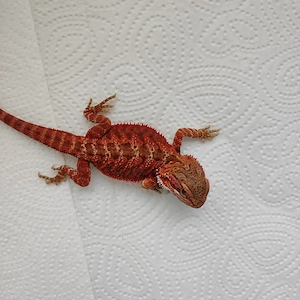 Bartagame Männlich 