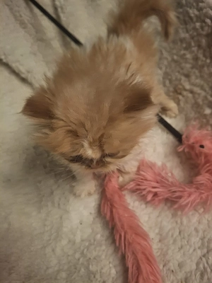 perserkitten