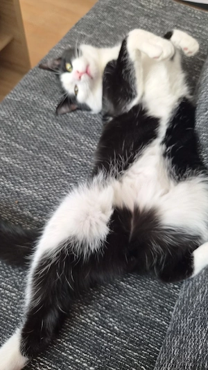 Kater Tiger 