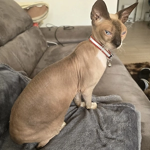 Sphynx Siam mit blauen augen 