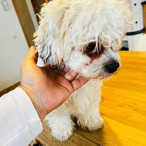 10 monate alte hunde suchen ein liebevolles Zuhause 