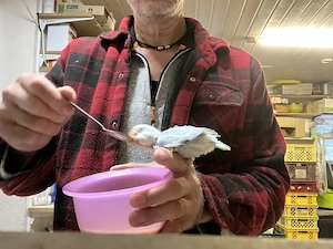 Pfirsichköpfchen handzahm
