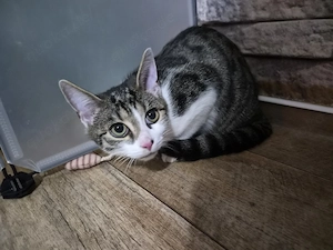 Kater zu Vermitteln 