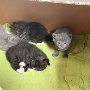 Katzen in gute Hände abzugeben 