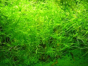 Nixkraut, Wasserpflanzen, Schwimmpflanzen für Aquarium