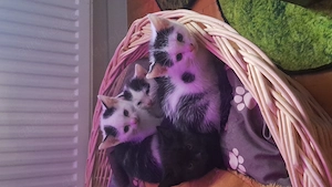BengalMixKitten