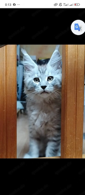  Traumhafte Maine-Coon-Kätzchen bereit für ihre neue Familie.  