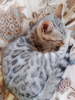 Bengal kitten weiblich 10 Wochen alt