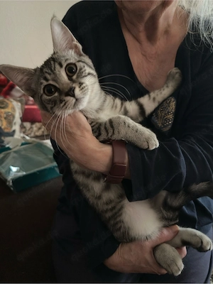 Katze und Kitten suchen ein zuhause 