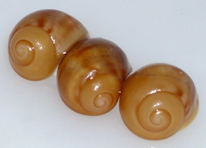 4 Archachatina marginata ovum, Achatschnecke Jungtier, Ovums, Achatina