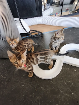 Bengalkätzchen, Mädchen, Junge 