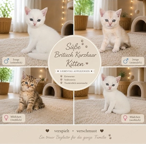  Süße Britisch Kurzhaar Kitten   2 Mädchen & 2 Jungen. BKH Kitten 