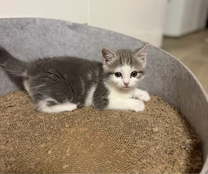    Unser letztes Katzenmädchen sucht noch ihr Zuhause!   