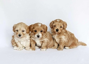 Maltipoo Welpen suchen ein liebevolles Zuhause