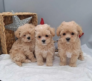 Bezaubernde Maltipoo Welpen   kleine Herzensbrecher suchen liebevolle Familien