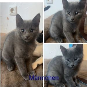 3 Katzen Kitten 12Wochen