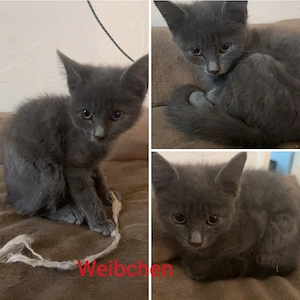Katzen Kitten 12Wochen