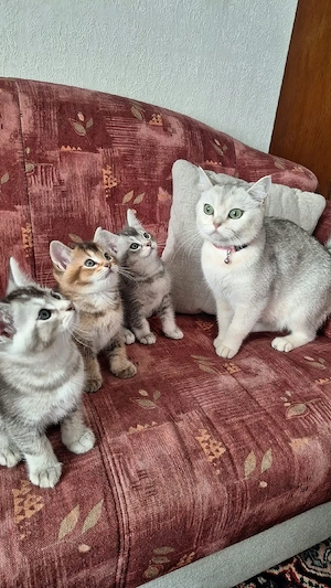 Wunderschöne BKH-Mutterkatze und süße Kitten (ca. 2 Monate, stubenrein, essen selbstständig) abzugeb