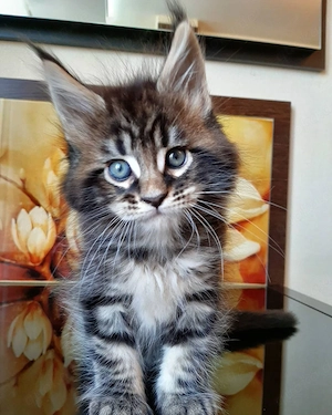 Weibliches Maine-Coon-Kätzchen.
