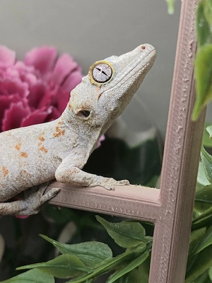 Höckerkopfgecko poss. 1.0 Orange Blotched Rhacodactylus Auriculatus 