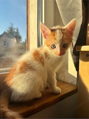 Katzenbabys zu vermitteln